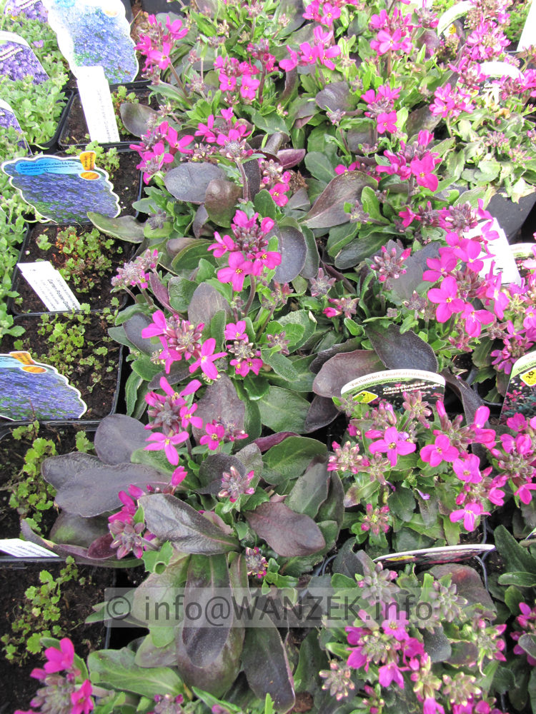 Arabis blepharophylla Fruehlingszauber1.JPG